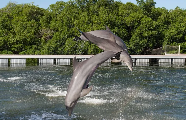 three dolphins in a jump from the water, in splashes of water, against a background of trees and a blue cloudless sky
