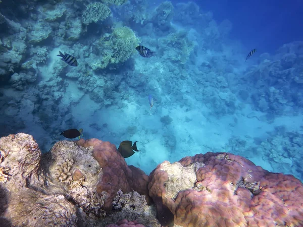 the underwater world of the Red Sea, living corals, coral fish on the background of the seabed and depth