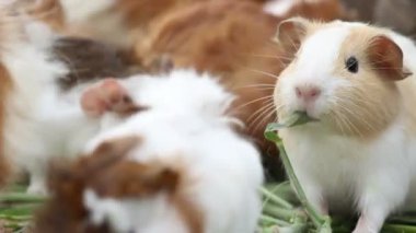 Çim açık yeme hamster