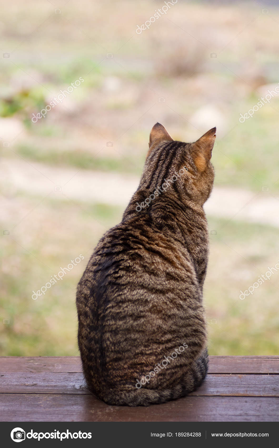 The Cat Sits With His Back And Is Sad Stock Photo Image By C El Summer