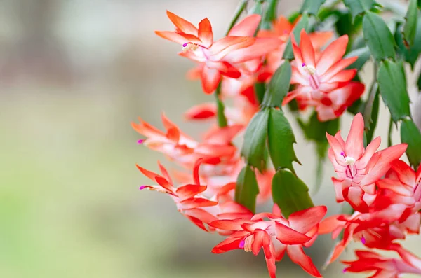 Schlumbergera, flowering Christmas cactus, Thanksgiving cactus. Close-up. — Stock Image Schlumbergera, flowering Christmas cactus, Thanksgiving cactus. Close-up. Stock Picture