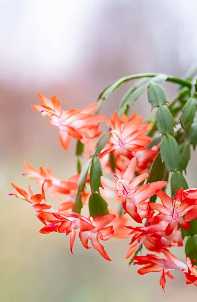 Schlumbergera, flowering Christmas cactus, Thanksgiving cactus. Close-up. — Stock Image Schlumbergera, flowering Christmas cactus, Thanksgiving cactus. Close-up. Royalty Free Stock Images