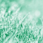 Весняний фон, тонований в аква-психіці. Фон, вода падає на зелену траву .