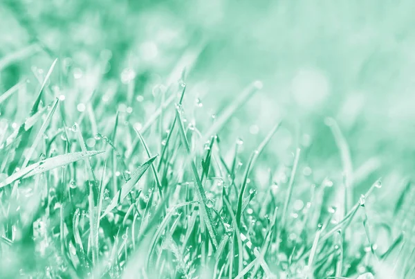 Jarní pozadí tónovalo v aqua menthe. Pozadí, kapky vody na zelené trávě. — Stock fotografie zdarma