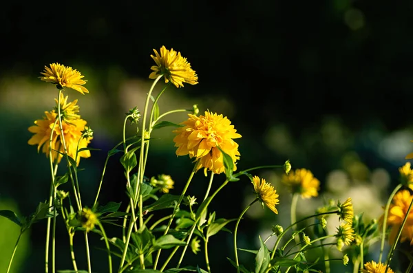 Fondo floreale scuro. Fiori gialli rudbeckia laciniata Pallina d'oro, fuoco selettivo . — Foto stock gratuita