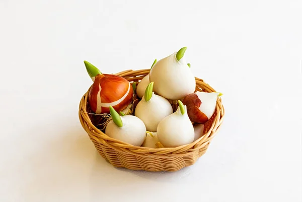 Tulip bulbs with sprouts in a wicker basket on a white background. Close-up. — Stock Image Tulip bulbs with sprouts in a wicker basket on a white background. Close-up. Stock Photo
