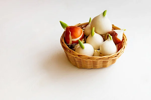 Tulip bulbs with sprouts in a wicker basket on a white background. Close-up. Copy space. — Stock Image Tulip bulbs with sprouts in a wicker basket on a white background. Close-up. Copy space. Stock Picture