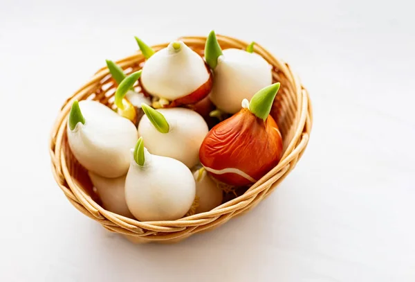 Tulip bulbs with sprouts in a wicker basket on a white background. Close-up. — Stock Image Tulip bulbs with sprouts in a wicker basket on a white background. Close-up. Stock Photo