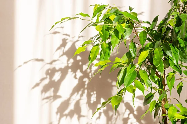 Ficus Benjamina on the background of a light wall in the sunlight. Home design, indoor flowers. — Stock Image Ficus Benjamina on the background of a light wall in the sunlight. Home design, indoor flowers. Stock Image