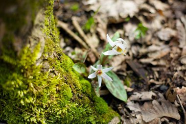 Doğada çiçekli bitki. Ormandaki ilk bahar çiçekleri