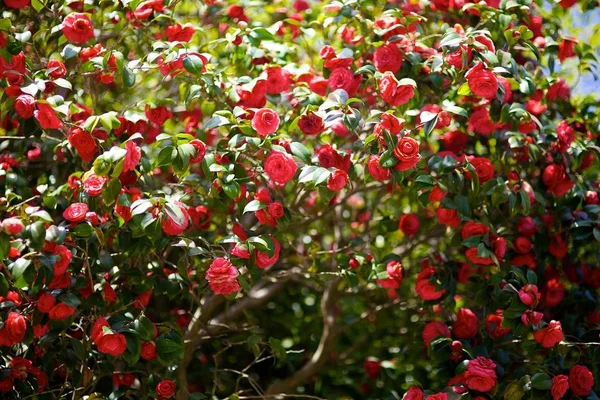 Cultivares Flores Crescendo Canteiro Flores Parque — Fotografia de Stock