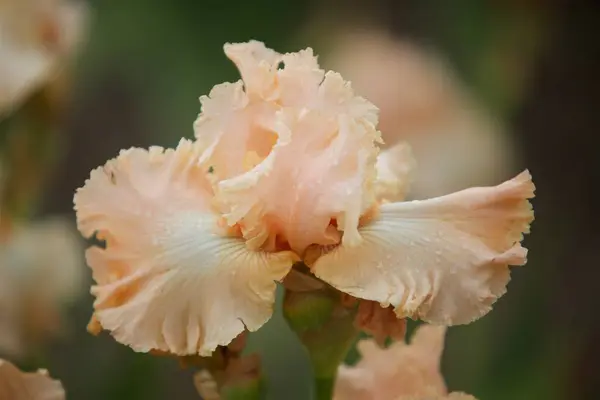 Цветущее Растение Природе Культурные Цветы Парке — стоковое фото