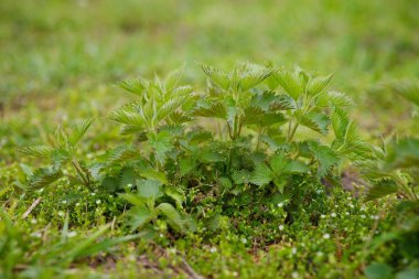 Kültür bahçesinde büyüyen genç bahar ısırgan otu.