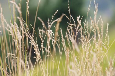 Vahşi bitkiler. Çim ve kulakince bir alan