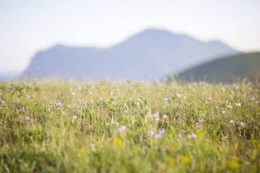 Vahşi bitkiler. Çim ve kulak tarlası