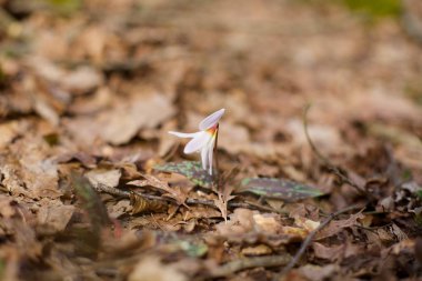 Doğada çiçekli bitki. Ormandaki ilk bahar çiçekleri