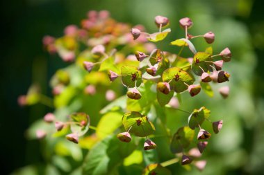 Doğada bir alanda yabani ot tarlası