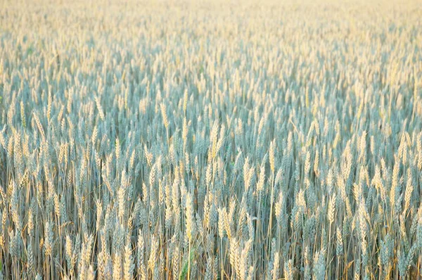 畑で熟した穀物の耳の小麦 農場で栽培された作物 — ストック写真