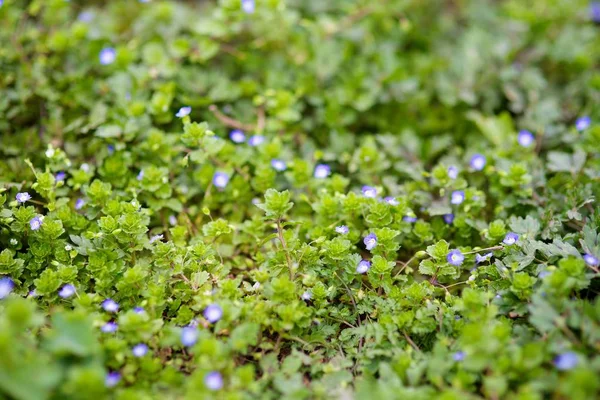 Wild Flowers Plants Foreground — Stock Photo, Image