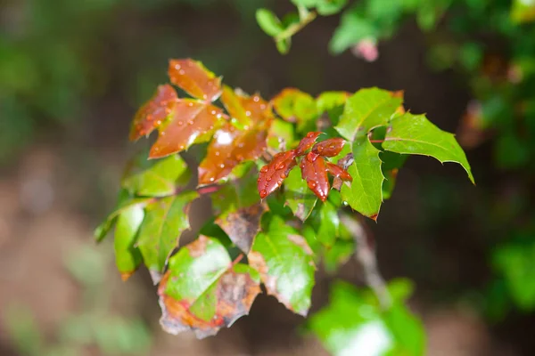 野生の植物春に野生のバラの葉を持つ枝 — ストック写真