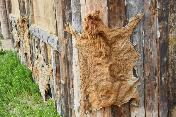 Piel Animal Antigua Como Decoración Para Exterior Histórico Artículos Históricos — Foto de Stock