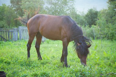 Genç ve güzel bir at güzel bir arazide otlar ve yeşil otlar yer. Bahar ya da yaz mevsimi.