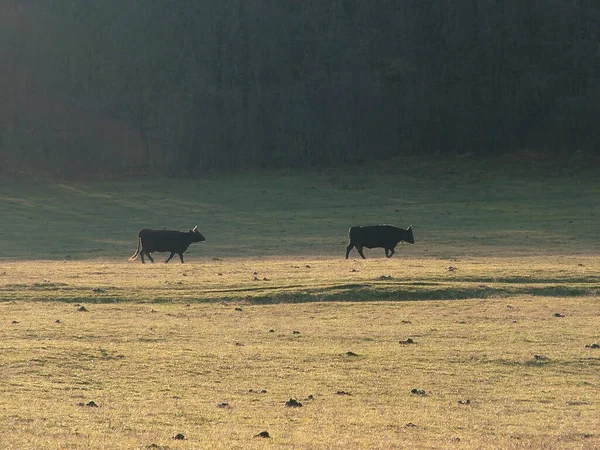 Duas Vacas Pasto Estão Relva Verde Estação Primavera Outono — Fotografia de Stock