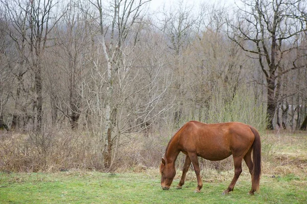 Cavalo Prado Outono Entre Folhas Saltitantes Das Árvores — Fotografia de Stock