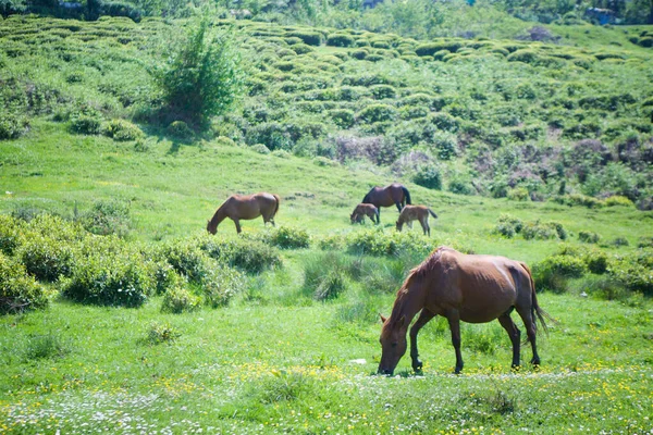 Несколько Молодых Красивых Лошадей Пасутся Красивом Ландшафте Едят Зеленую Траву — стоковое фото