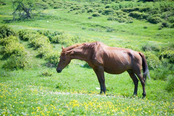 Jovem Cavalo Bonito Pastoreia Uma Bela Paisagem Come Grama Verde — Fotografia de Stock