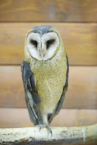 Schöne Eule Sitzt Auf Einer Stange Einem Holzzaun Zoos Sind — Stockfoto