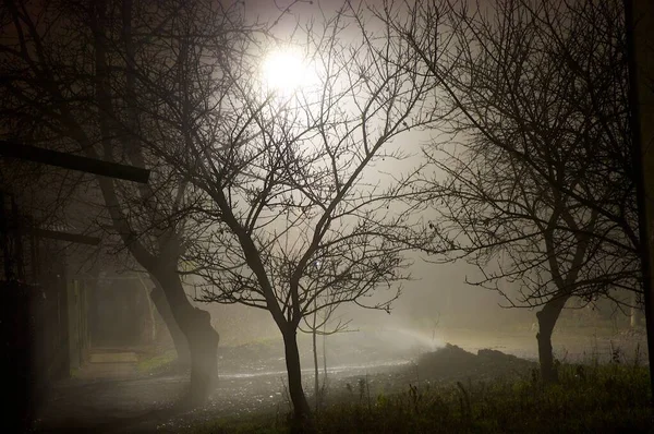 Gece Sisli Bir Köyün Sokağındaki Ağaç — Stok fotoğraf