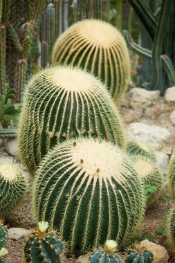 Doğadaki bitkiler. Büyük dikenli kaktüs yeşili