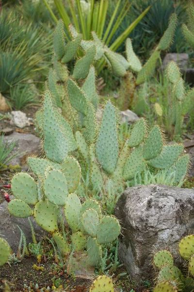 Pflanzen Der Natur Kaktus Mit Großen Dornen Grün — Stockfoto