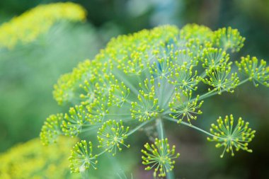 Şemsiye çiçekli mis kokulu çim deresi. Bahçe bitkisi.