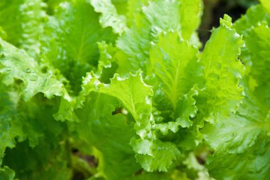 Çiftliğin bahçesinde yetişen taze marul yaprakları. Bir bahçıvan tarafından yetiştirilen yenilebilir bir bitki..