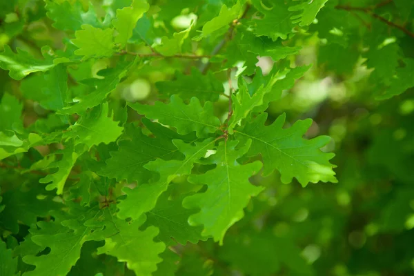 背景がぼやけた緑色のオークの葉 自然界の植物 — ストック写真