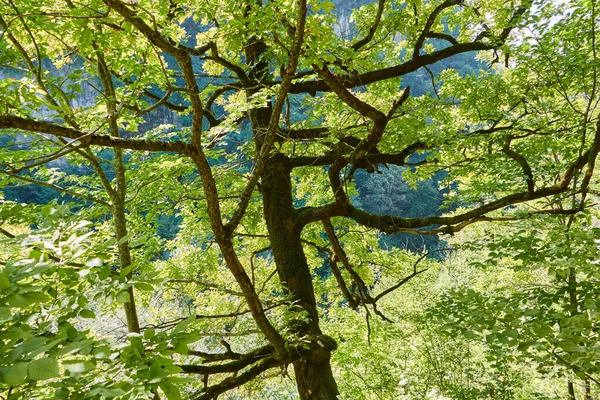 Hojas Árbol Verde Como Fondo Con Fondo Borroso Plantas Naturaleza — Foto de Stock