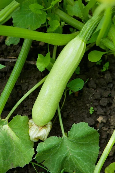 Plante Courgette Stade Floraison Croissance Des Fruits Dans Jardin Biologique — Photo