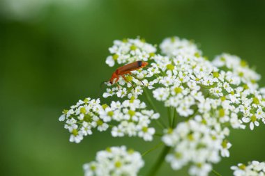 Parlak kırmızı bir böcek bahçedeki güzel beyaz bir çiçeğin üzerinde oturuyor..
