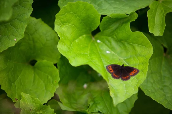 Pillangó Vadonban Felszínen Erdőben — Stock Fotó