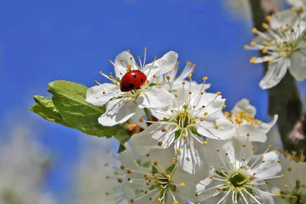 Spring herry blossoms ladybug — Stock Photo, Image