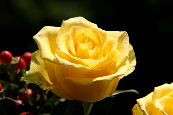 Gelbe Rosen grüßen 1 — Stockfoto