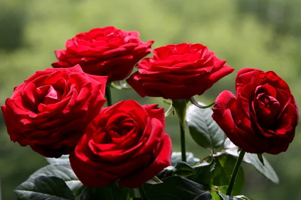 kırmızı gül selamlar 4