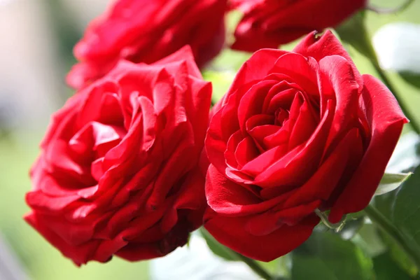 Rote Rosen grüßen 1 — Stockfoto