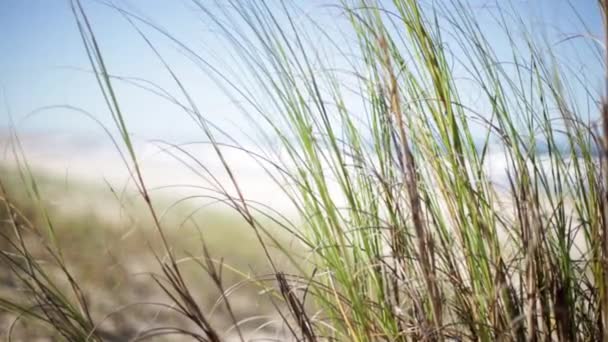 Playa vista a través de hierba de dunas — Vídeo de stock