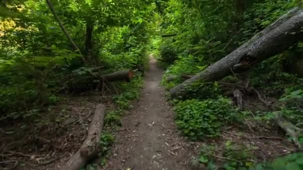 Movendo-se ao longo do caminho através da floresta — Vídeo de Stock