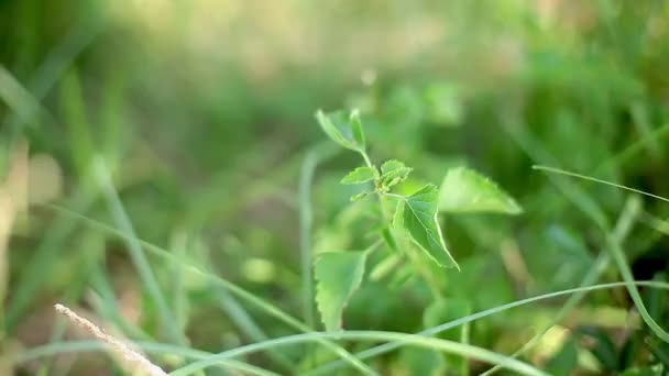 Cosecha de hierbas frescas — Vídeo de stock