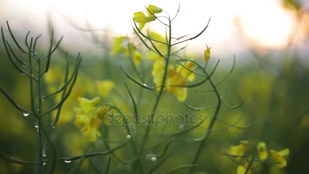 Yellow canola flowers — Stock Video