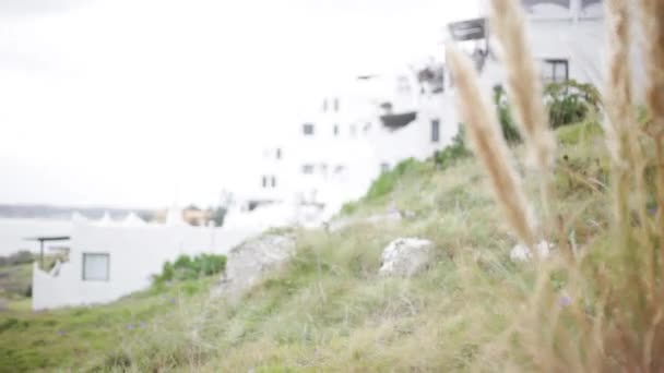 プンタ ・ デル ・ エステ ・ プエブロ近くの成長背の高い草 — ストック動画